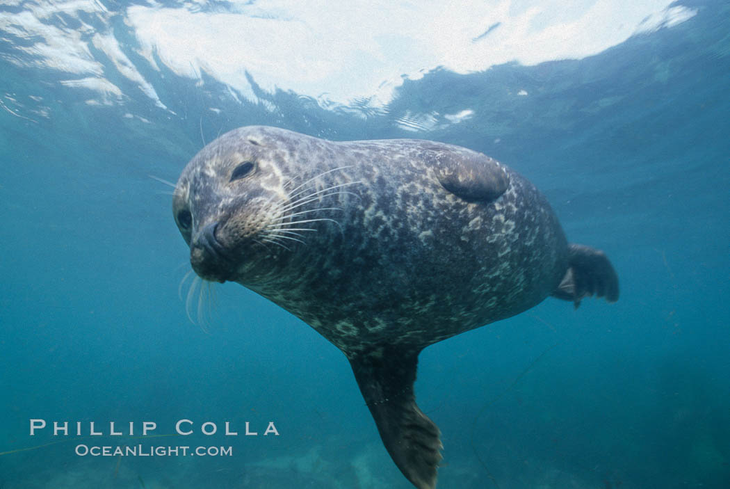 Pacific harbor seal swims in the protected waters of Childrens Pool in La Jolla, California.  This group of harbor seals, which has formed a breeding colony at a small but popular beach near San Diego, is at the center of considerable controversy.  While harbor seals are protected from harassment by the Marine Mammal Protection Act and other legislation, local interests would like to see the seals leave so that people can resume using the beach. USA, Phoca vitulina richardsi, natural history stock photograph, photo id 03015