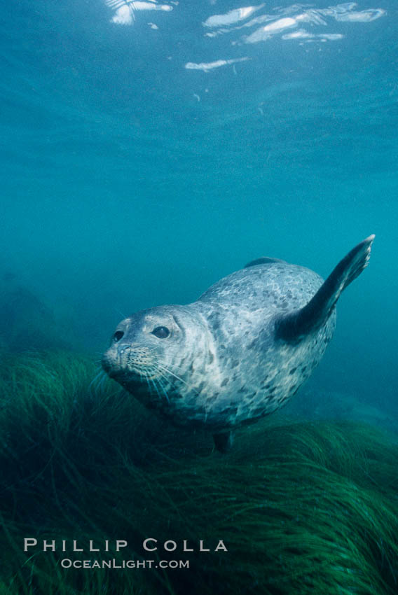 A Pacific harbor seal swims over surf grass in the protected waters of Childrens Pool in La Jolla, California.  This group of harbor seals, which has formed a breeding colony at a small but popular beach near San Diego, is at the center of considerable controversy.  While harbor seals are protected from harassment by the Marine Mammal Protection Act and other legislation, local interests would like to see the seals leave so that people can resume using the beach. USA, Phoca vitulina richardsi, natural history stock photograph, photo id 03019