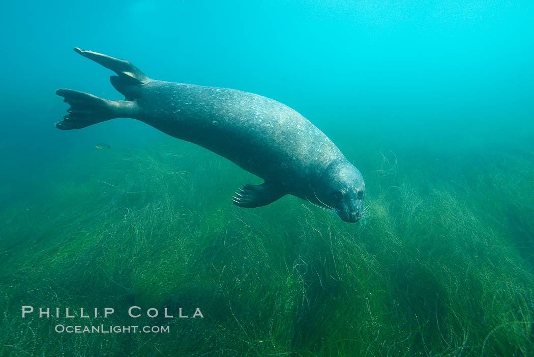 Harbor seal underwater. La Jolla, California, USA, Phoca vitulina richardsi, natural history stock photograph, photo id 17415