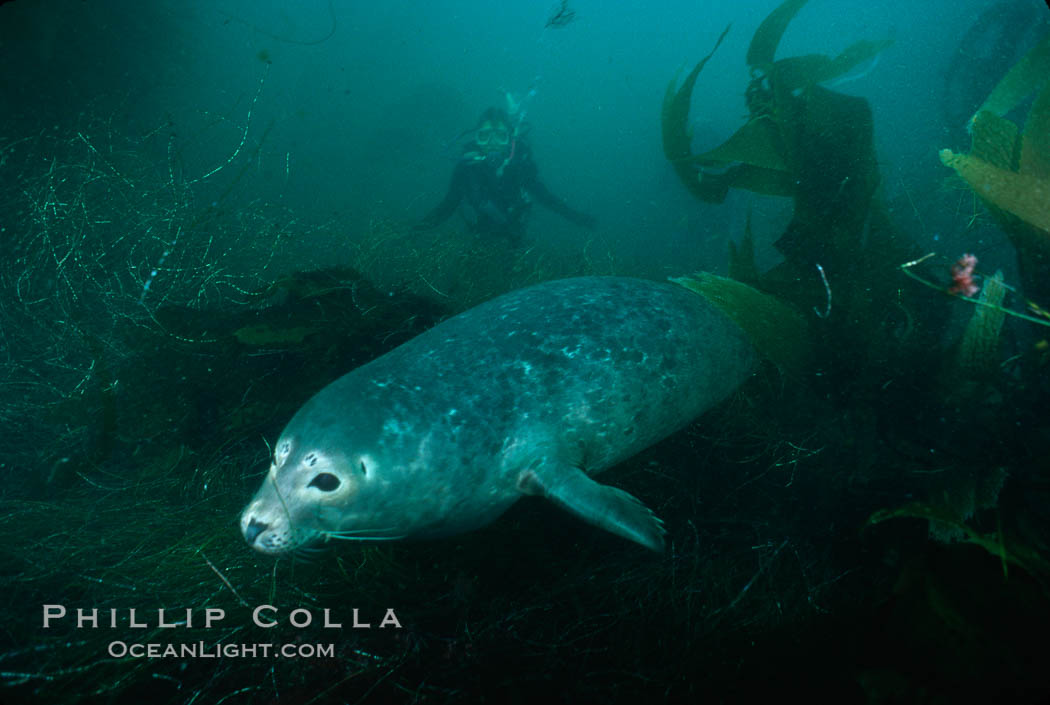 A Pacific harbor seal swims over surf grass in the protected waters of Childrens Pool in La Jolla, California.  This group of harbor seals, which has formed a breeding colony at a small but popular beach near San Diego, is at the center of considerable controversy.  While harbor seals are protected from harassment by the Marine Mammal Protection Act and other legislation, local interests would like to see the seals leave so that people can resume using the beach. USA, Phoca vitulina richardsi, natural history stock photograph, photo id 00941