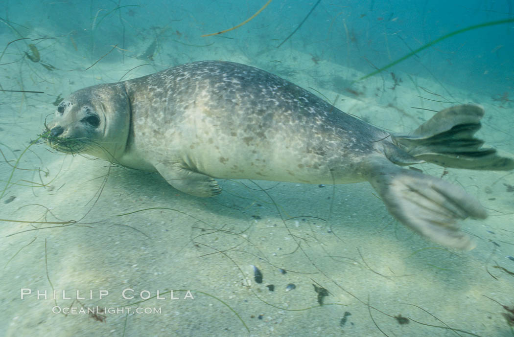 Pacific harbor seal swims in the protected waters of Childrens Pool in La Jolla, California.  This group of harbor seals, which has formed a breeding colony at a small but popular beach near San Diego, is at the center of considerable controversy.  While harbor seals are protected from harassment by the Marine Mammal Protection Act and other legislation, local interests would like to see the seals leave so that people can resume using the beach. USA, Phoca vitulina richardsi, natural history stock photograph, photo id 03017