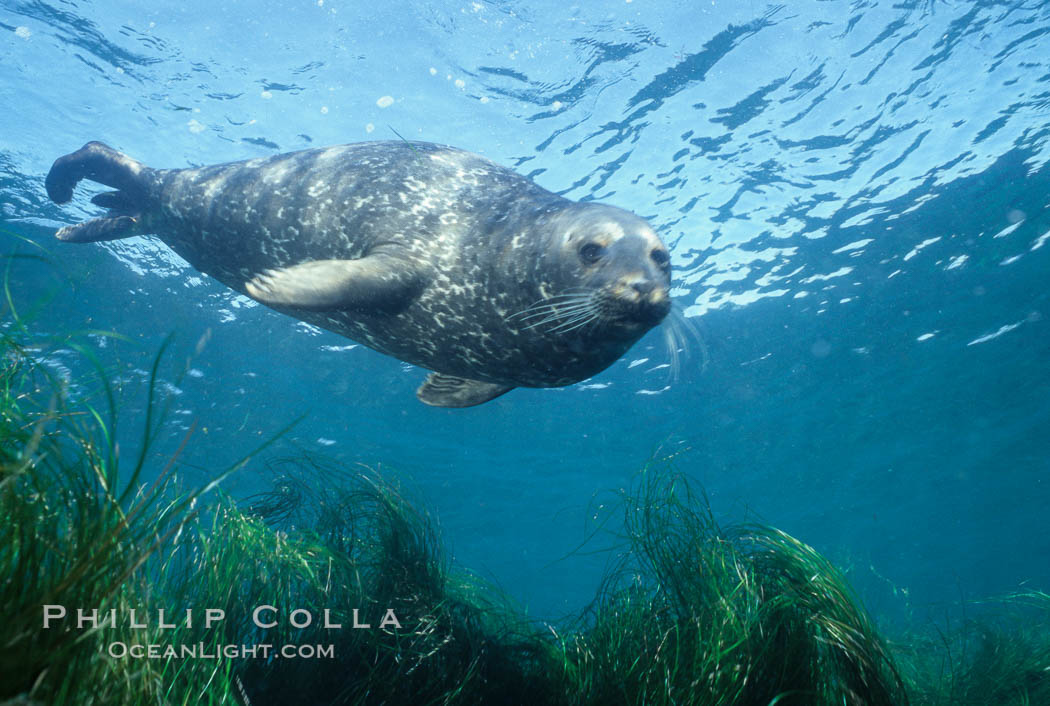 A Pacific harbor seal swims over surf grass in the protected waters of Childrens Pool in La Jolla, California.  This group of harbor seals, which has formed a breeding colony at a small but popular beach near San Diego, is at the center of considerable controversy.  While harbor seals are protected from harassment by the Marine Mammal Protection Act and other legislation, local interests would like to see the seals leave so that people can resume using the beach. USA, Phoca vitulina richardsi, natural history stock photograph, photo id 03021