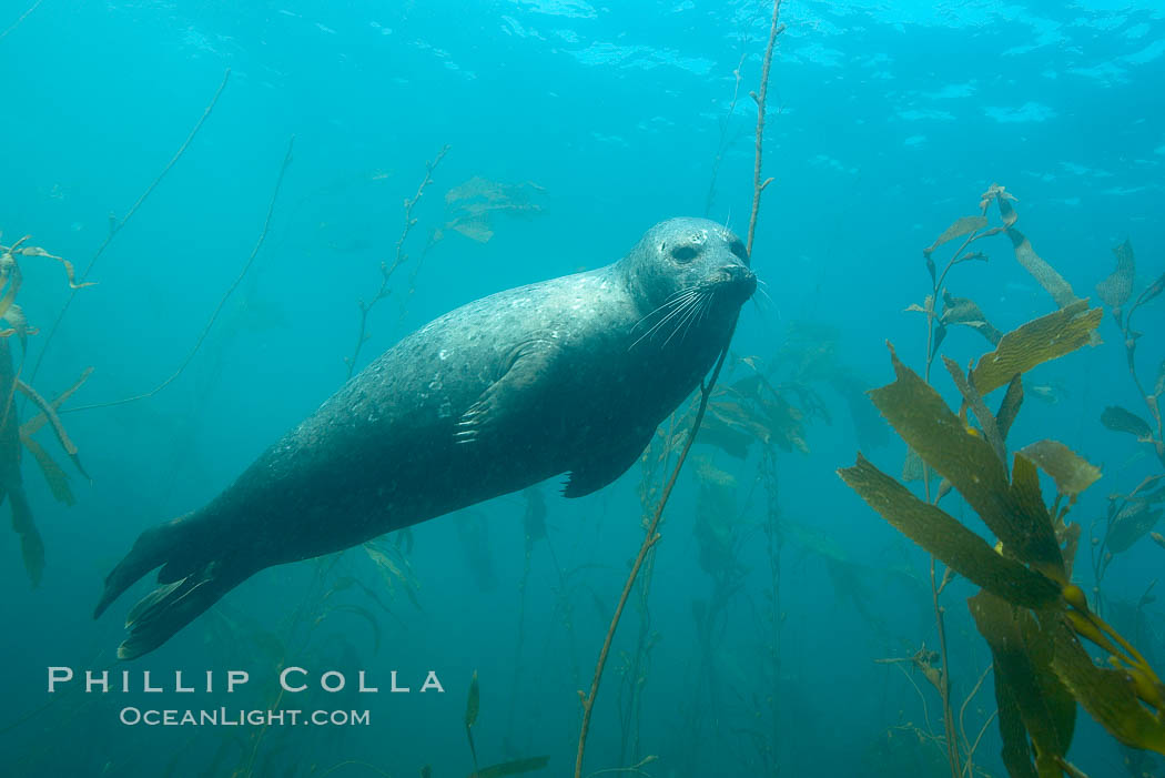Harbor seal underwater. La Jolla, California, USA, Phoca vitulina richardsi, natural history stock photograph, photo id 17413