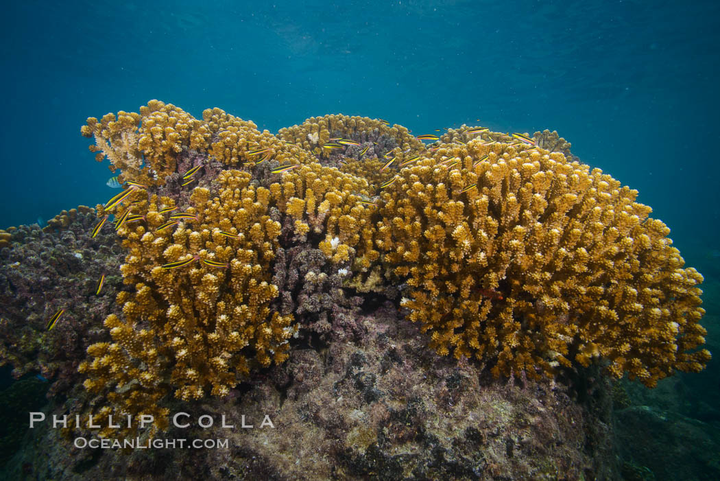 Hard Coral, Isla Espiritu Santo, Sea of Cortez, Baja California, Mexico., natural history stock photograph, photo id 31254