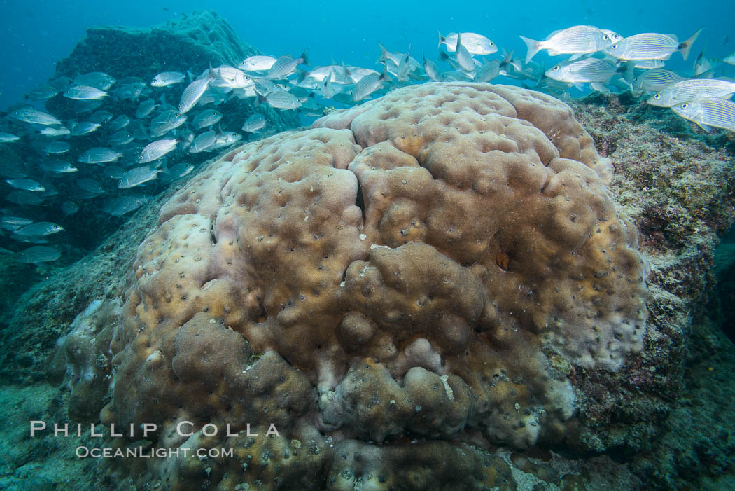 Hard Coral, Isla Espiritu Santo, Sea of Cortez, Baja California, Mexico., natural history stock photograph, photo id 31256