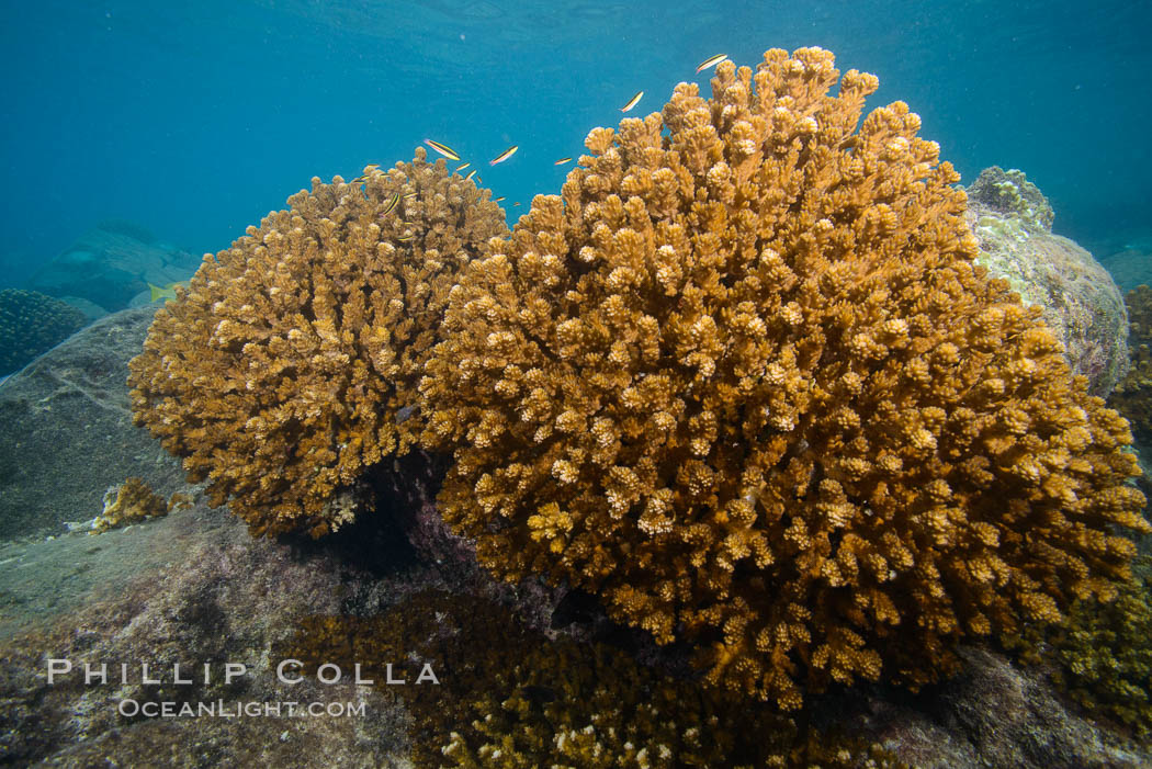 Hard Coral, Isla Espiritu Santo, Sea of Cortez, Baja California, Mexico., natural history stock photograph, photo id 31253