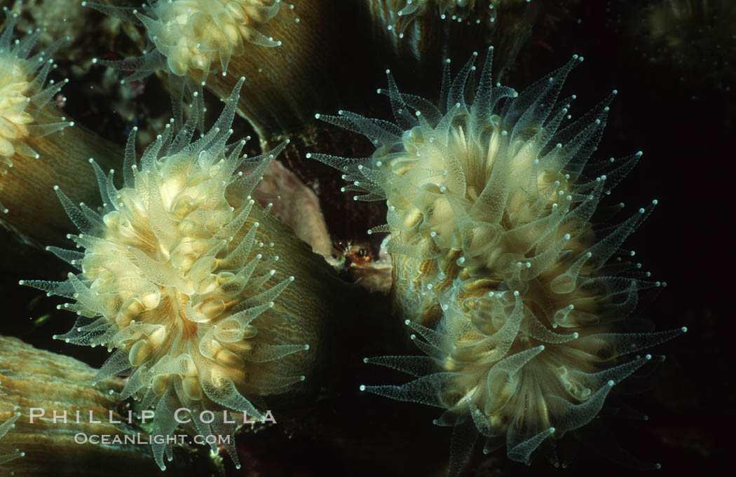 Hard coral polyps. Roatan, Honduras, natural history stock photograph, photo id 05314