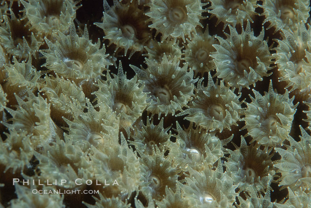 Hard coral polyps. Roatan, Honduras, natural history stock photograph, photo id 05318