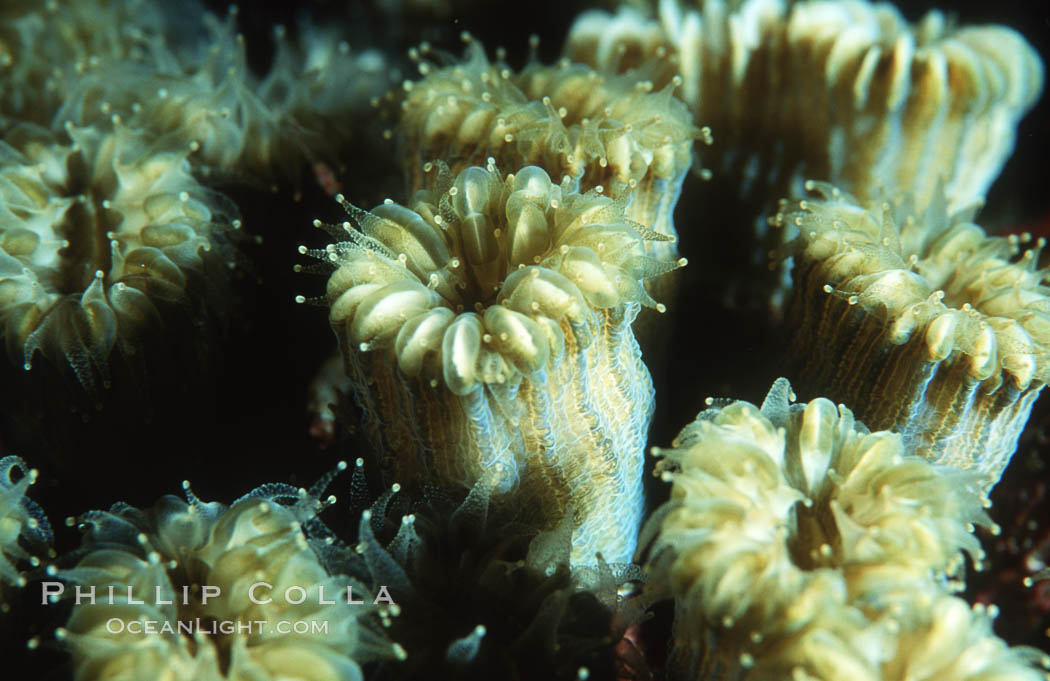 Hard coral polyps. Roatan, Honduras, natural history stock photograph, photo id 05316