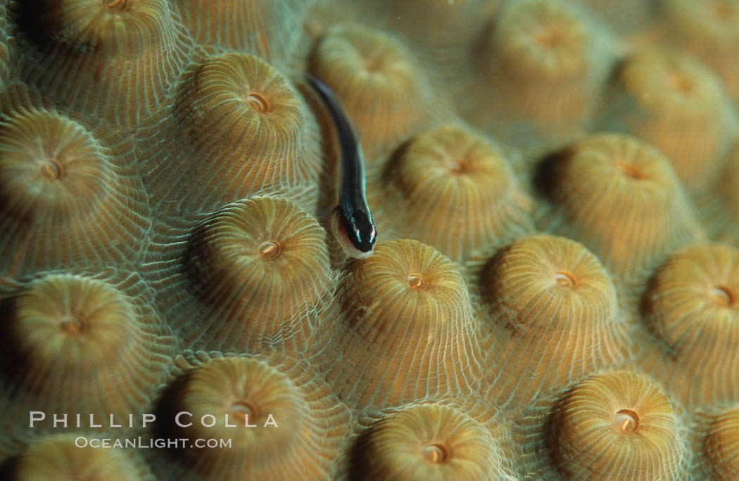 Hard coral polyps. Roatan, Honduras, natural history stock photograph, photo id 05320