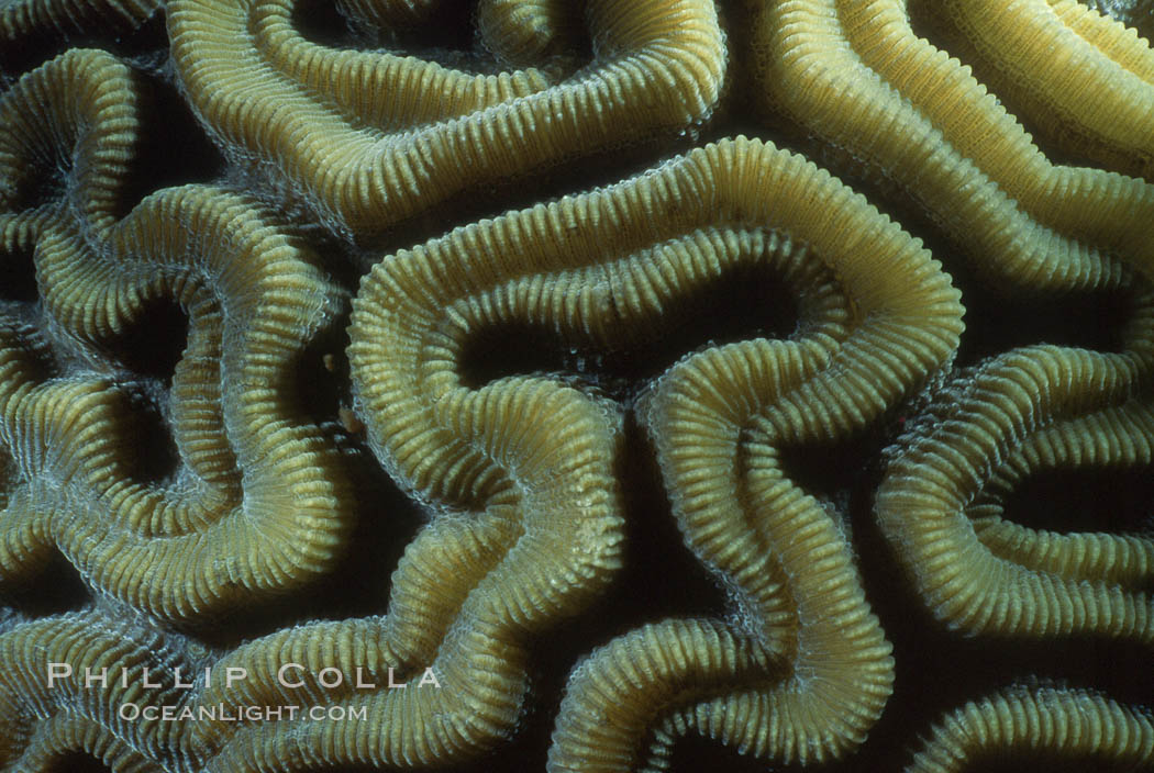 Hard coral polyps. Roatan, Honduras, natural history stock photograph, photo id 05319