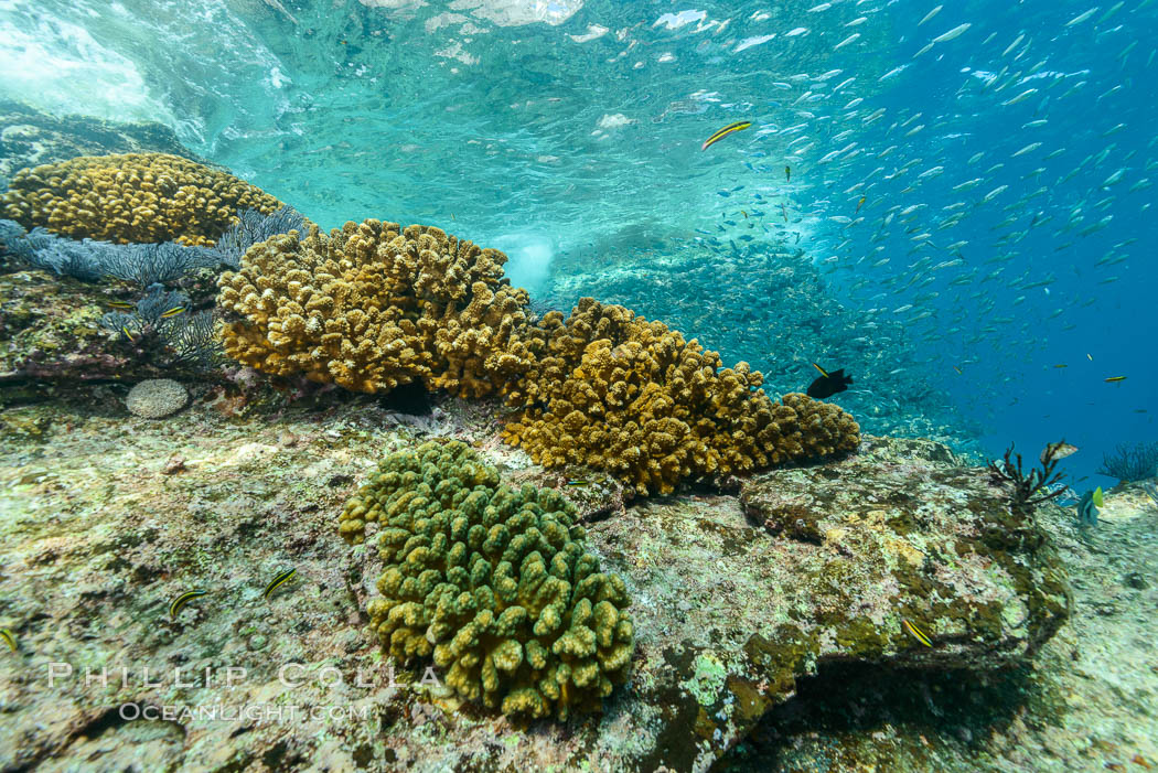 Hard Coral on Rocky Reef, Los Islotes, Baja California, Mexico. Sea of Cortez, natural history stock photograph, photo id 31297
