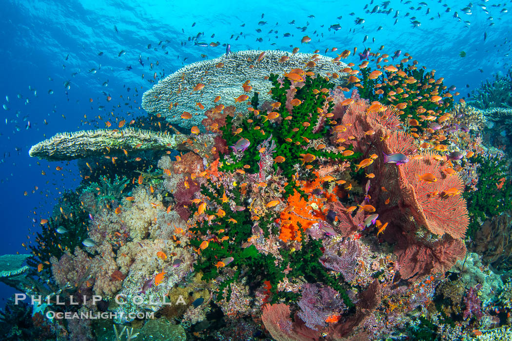 Hard corals are the builders of enormous coral reefs. Fijian Islands., Tubastrea micrantha, natural history stock photograph, photo id 41038