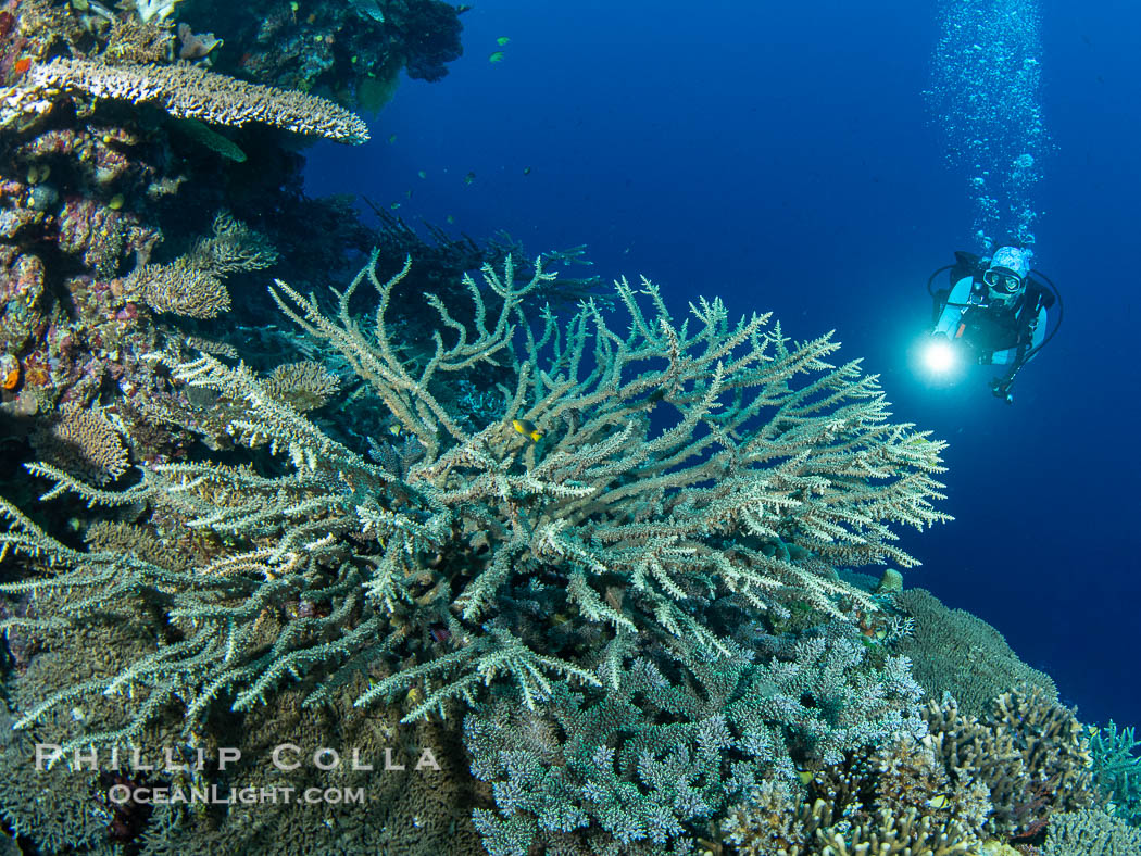 Hard corals are the builders of enormous coral reefs. Fijian Islands., natural history stock photograph, photo id 41086