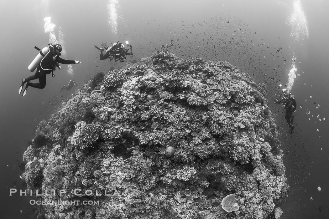 Hard corals are the builders of enormous coral reefs. Fijian Islands., natural history stock photograph, photo id 41106