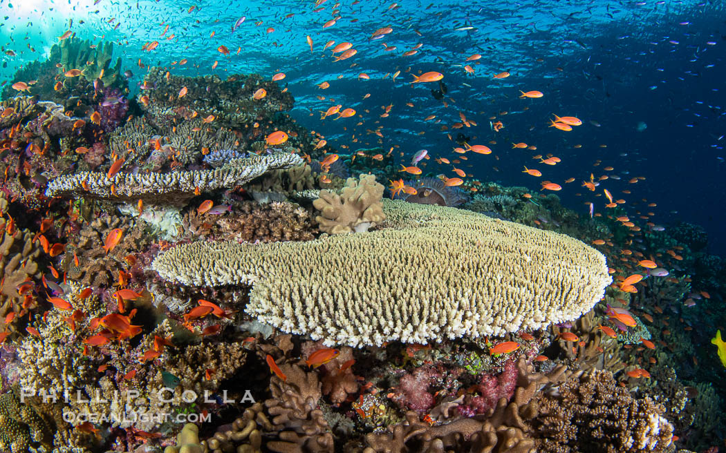 Hard corals are the builders of enormous coral reefs. Fijian Islands. Vatu I Ra Passage, Bligh Waters, Viti Levu Island, natural history stock photograph, photo id 41044