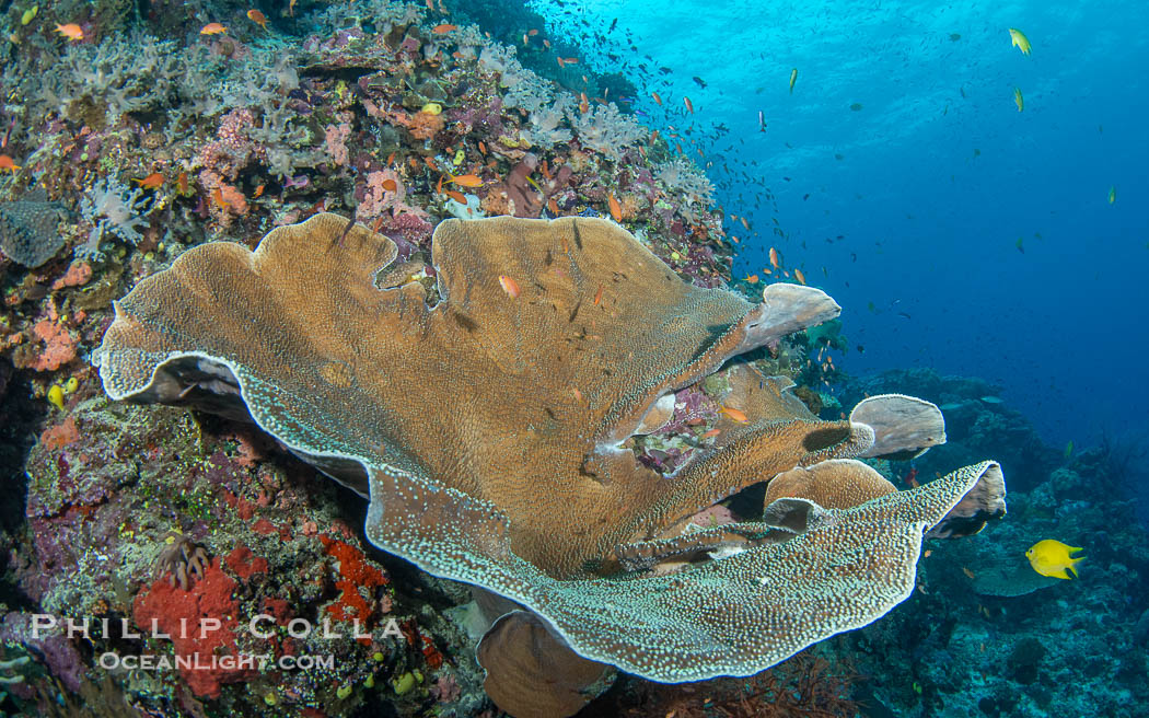 Hard corals are the builders of enormous coral reefs. Fijian Islands., natural history stock photograph, photo id 41143