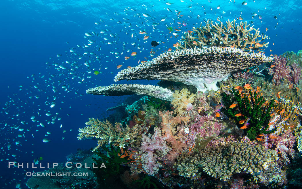 Hard corals are the builders of enormous coral reefs. Fijian Islands., natural history stock photograph, photo id 41151