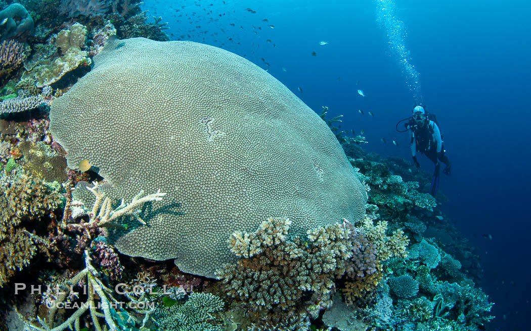 Hard corals are the builders of enormous coral reefs. Fijian Islands. Vatu I Ra Passage, Bligh Waters, Viti Levu Island, natural history stock photograph, photo id 41065