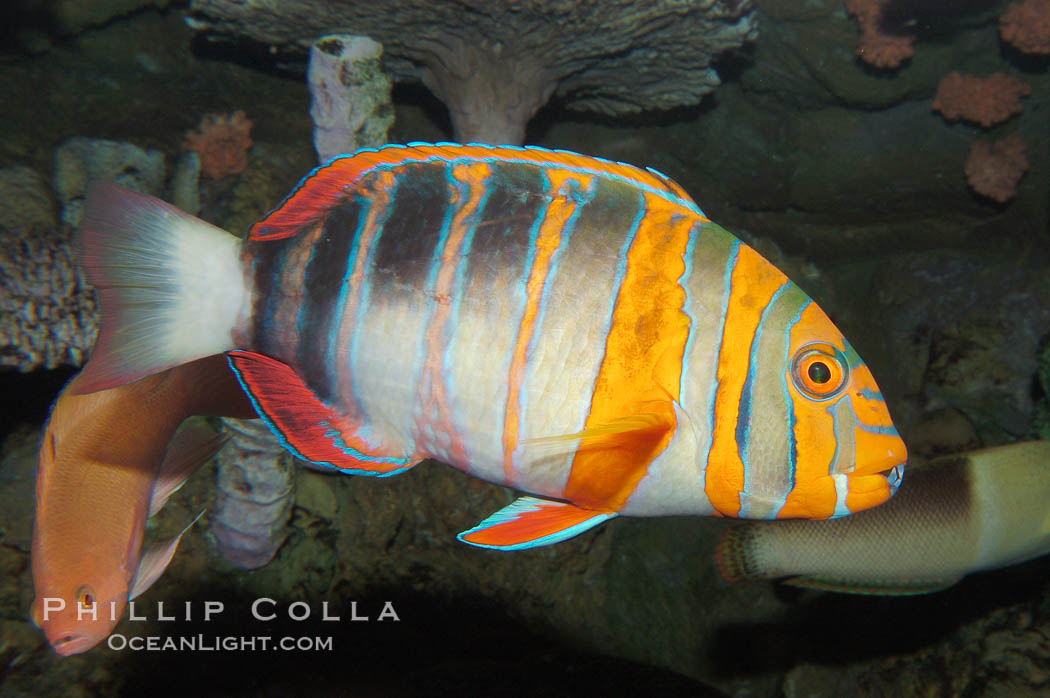 Harlequin tuskfish., Choerodon fasciatus, natural history stock photograph, photo id 08848