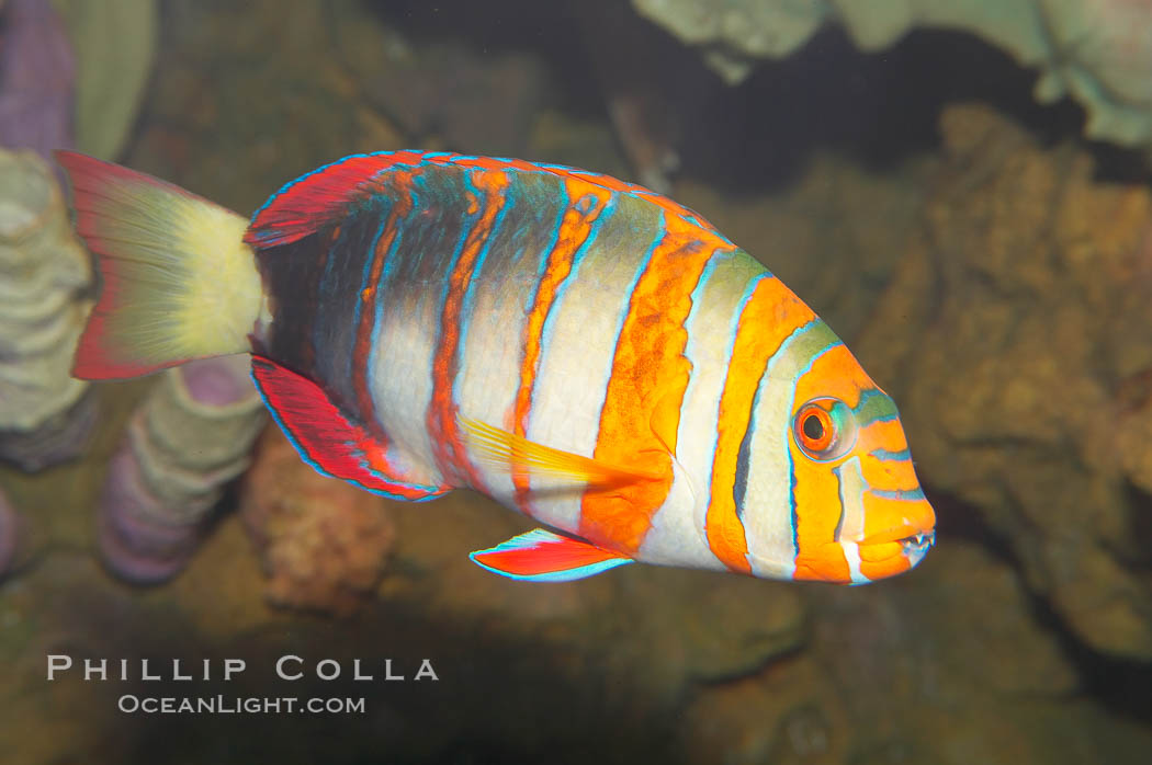 Harlequin tuskfish., Choerodon fasciatus, natural history stock photograph, photo id 12884