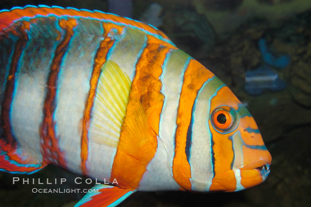 Harlequin tuskfish., Choerodon fasciatus, natural history stock photograph, photo id 08845