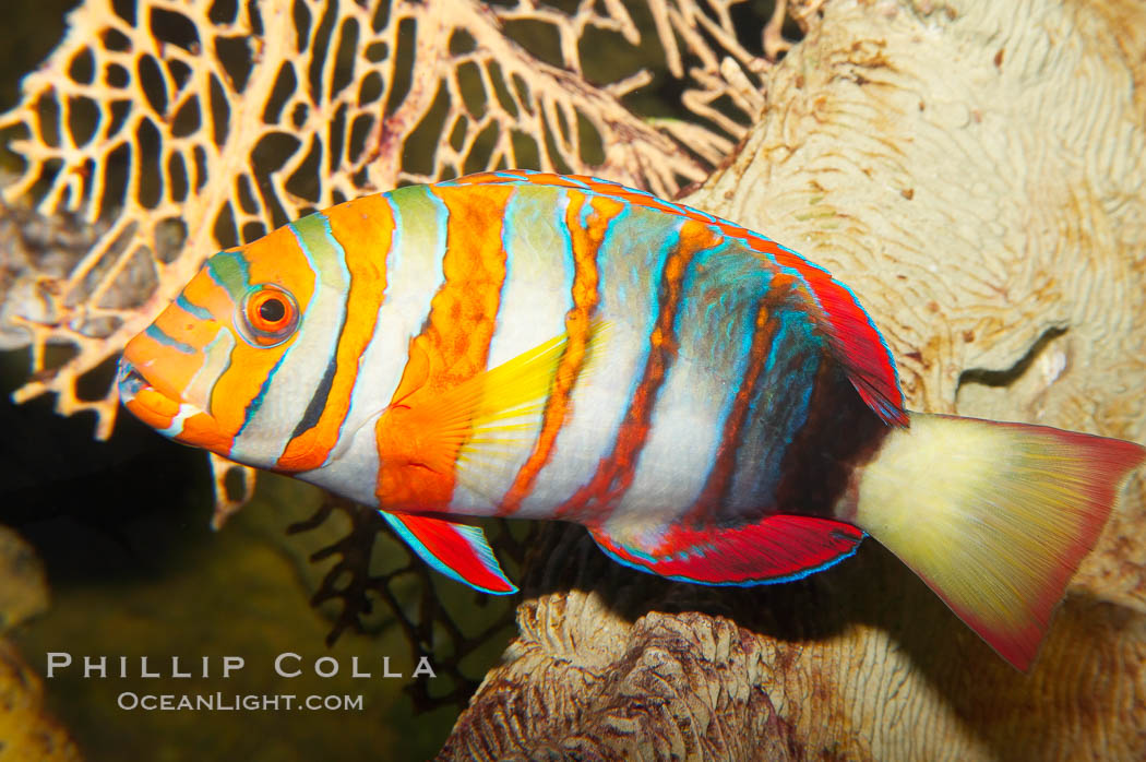 Harlequin tuskfish., Choerodon fasciatus, natural history stock photograph, photo id 12886