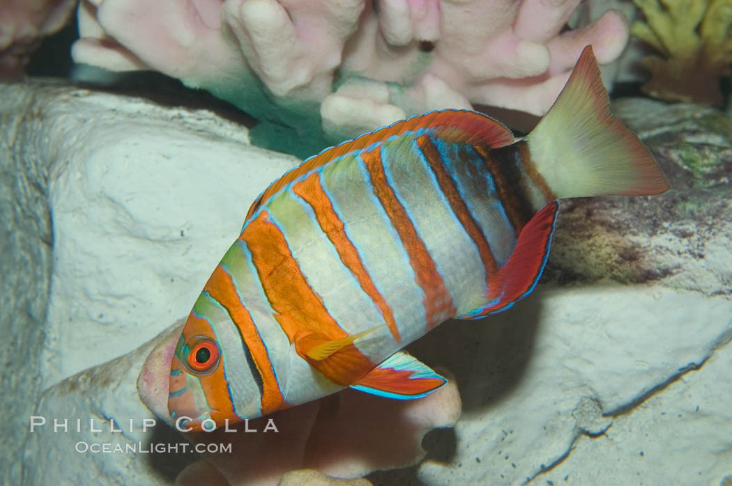 Harlequin tuskfish., Choerodon fasciatus, natural history stock photograph, photo id 07848