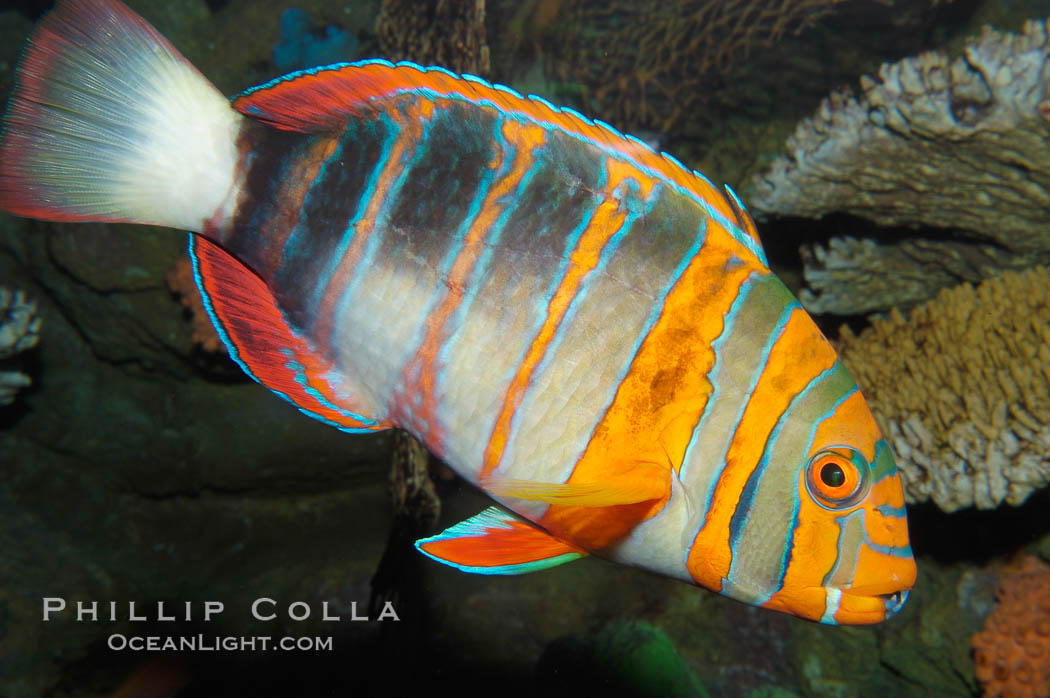 Harlequin tuskfish., Choerodon fasciatus, natural history stock photograph, photo id 08847