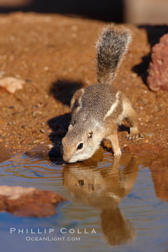 Harris' antelope squirrel. Amado, Arizona, USA, Ammospermophilus harrisii, natural history stock photograph, photo id 22922