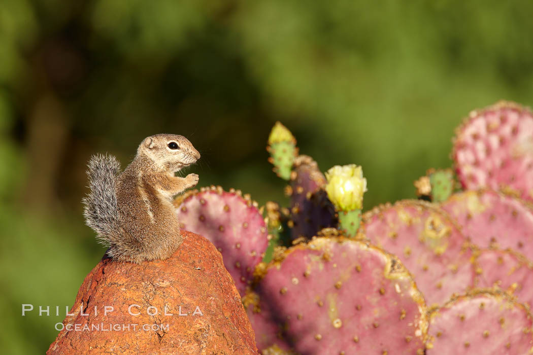 Harris' antelope squirrel. Amado, Arizona, USA, Ammospermophilus harrisii, natural history stock photograph, photo id 22982