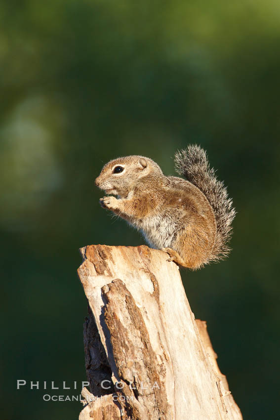 Harris' antelope squirrel. Amado, Arizona, USA, Ammospermophilus harrisii, natural history stock photograph, photo id 23028