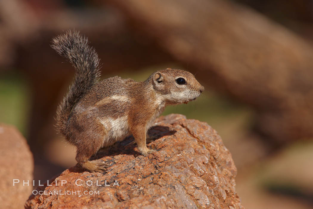 Harris' antelope squirrel. Amado, Arizona, USA, Ammospermophilus harrisii, natural history stock photograph, photo id 23044