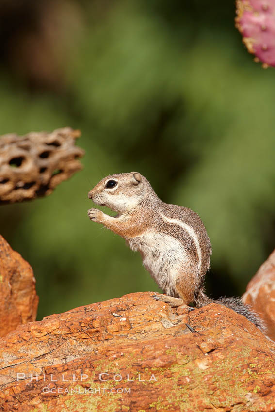 Harris' antelope squirrel. Amado, Arizona, USA, Ammospermophilus harrisii, natural history stock photograph, photo id 23060