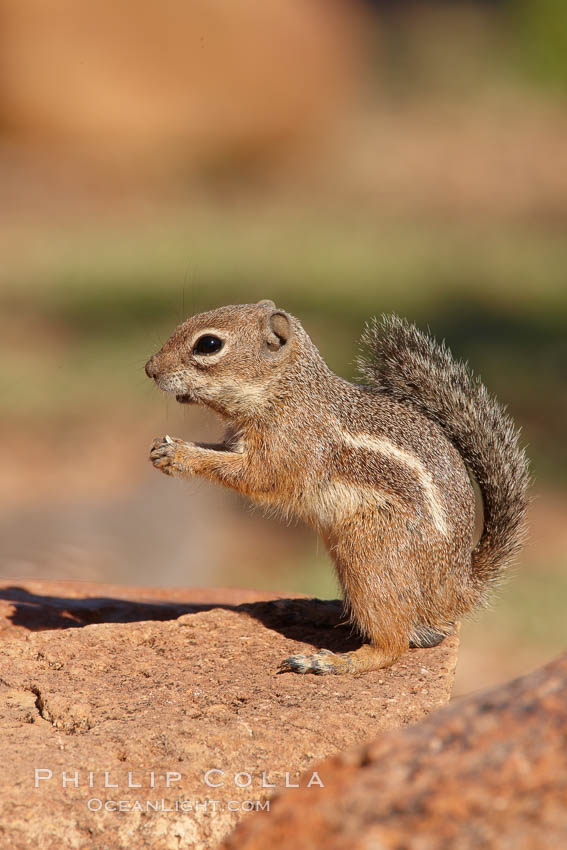 Harris' antelope squirrel. Amado, Arizona, USA, Ammospermophilus harrisii, natural history stock photograph, photo id 22995