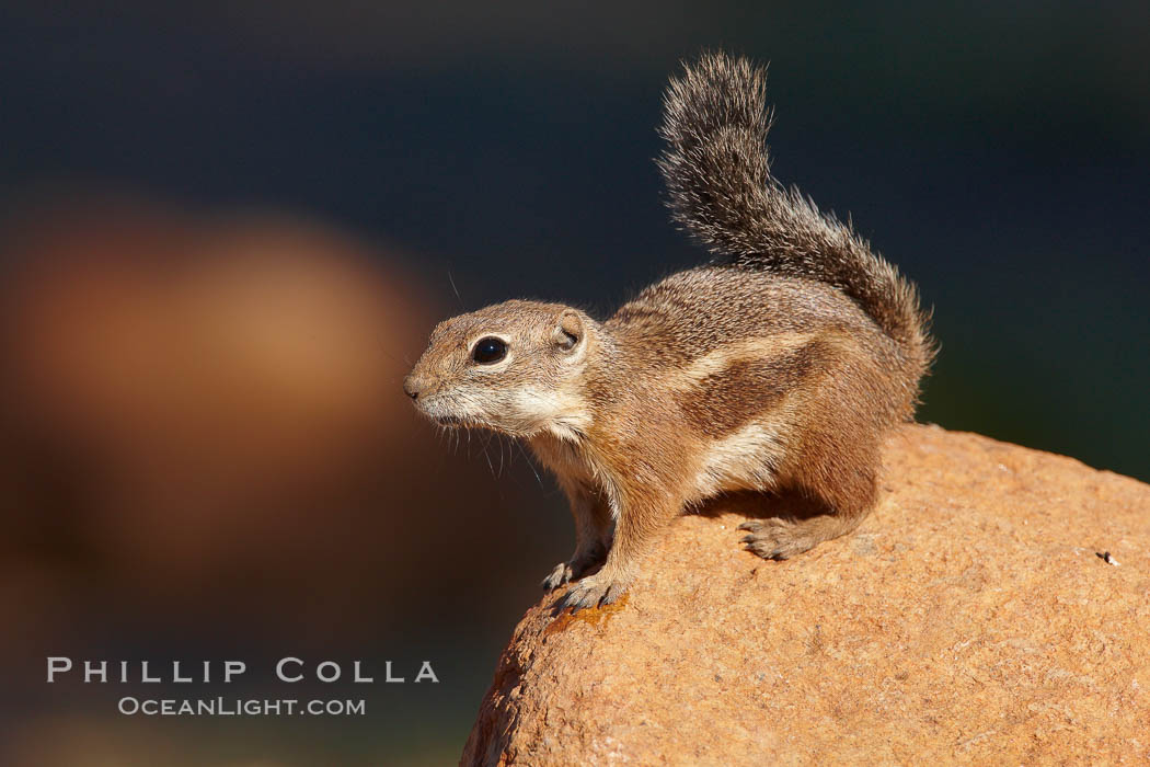 Harris' antelope squirrel. Amado, Arizona, USA, Ammospermophilus harrisii, natural history stock photograph, photo id 22905