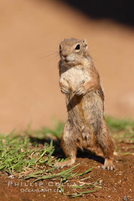 Harris' antelope squirrel. Amado, Arizona, USA, Ammospermophilus harrisii, natural history stock photograph, photo id 22949