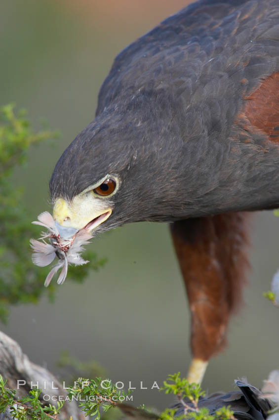 Harris hawk devours a dove., Parabuteo unicinctus, natural history stock photograph, photo id 12158