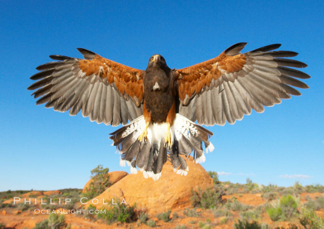 Harris hawk in flight., Parabuteo unicinctus, natural history stock photograph, photo id 12162