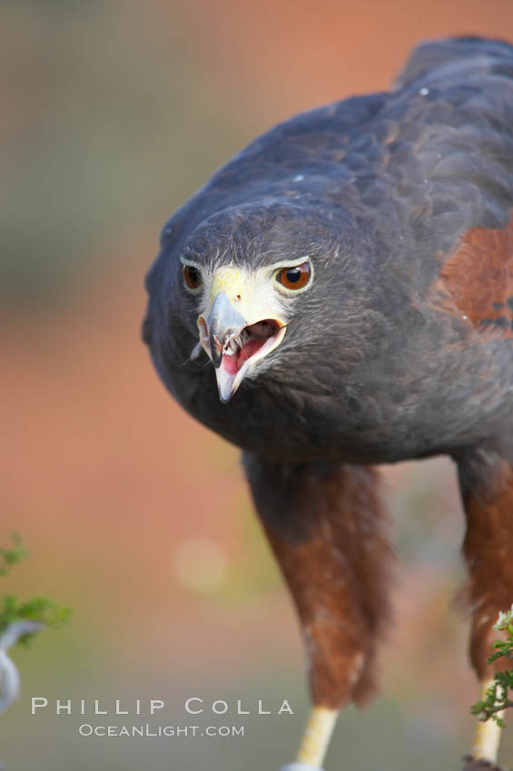 Harris hawk., Parabuteo unicinctus, natural history stock photograph, photo id 12166