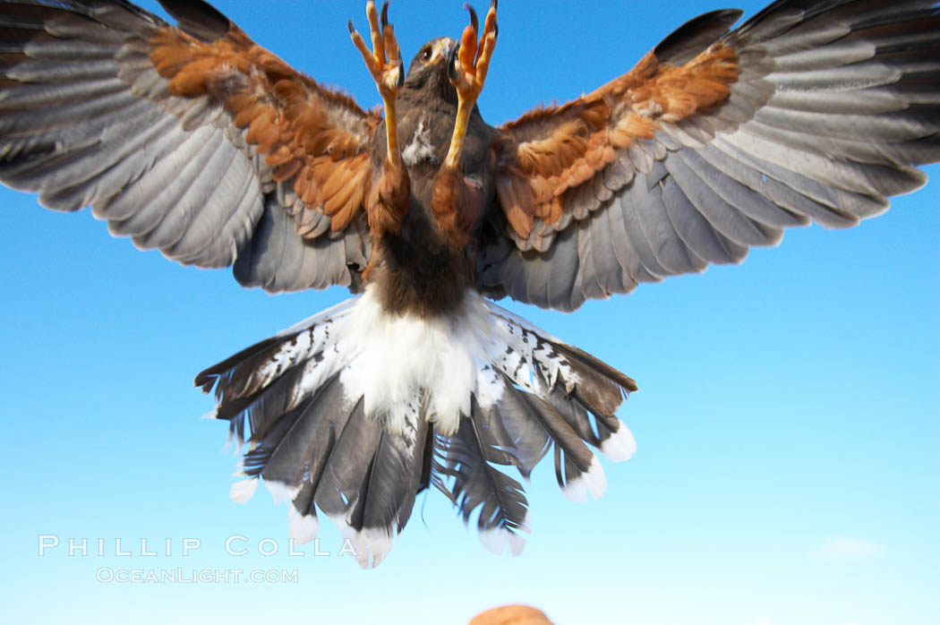 Harris hawk landing.  This is the last thing a rabbit or groundhog sees before it is killed by a Harris hawk., Parabuteo unicinctus, natural history stock photograph, photo id 12170