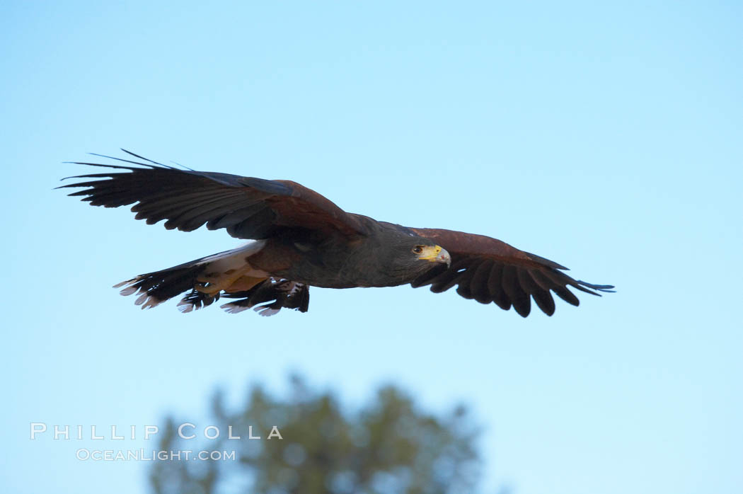 Harris hawk in flight., Parabuteo unicinctus, natural history stock photograph, photo id 12174