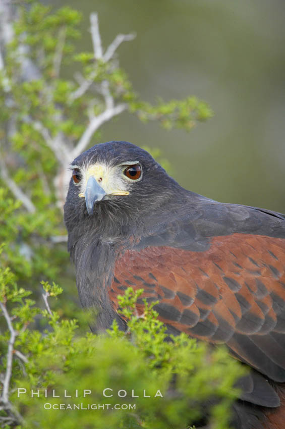 Harris hawk., Parabuteo unicinctus, natural history stock photograph, photo id 12178