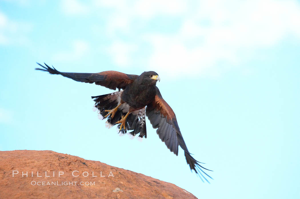 Harris hawk in flight., Parabuteo unicinctus, natural history stock photograph, photo id 12182
