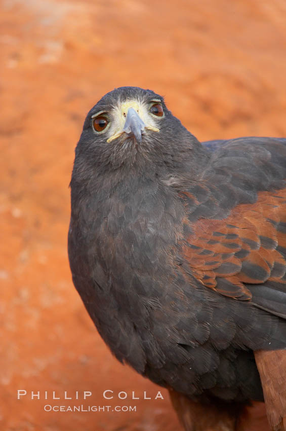 Harris hawk., Parabuteo unicinctus, natural history stock photograph, photo id 12186