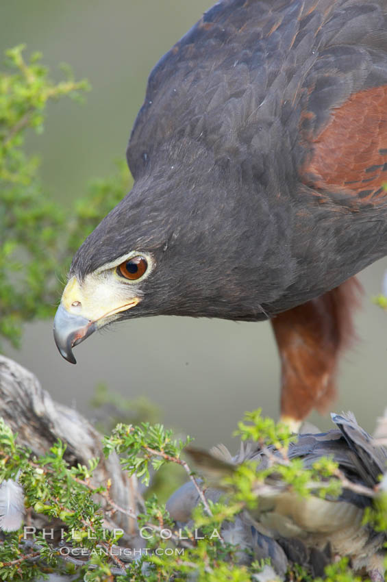 Harris hawk., Parabuteo unicinctus, natural history stock photograph, photo id 12190