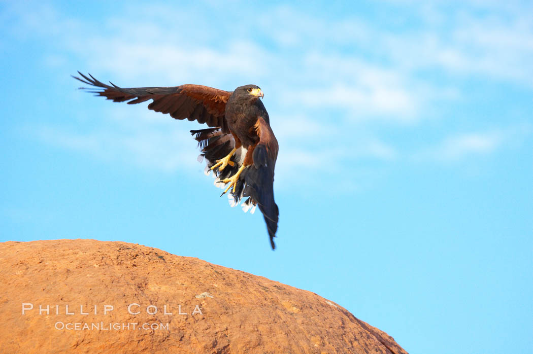 Harris hawk in flight., Parabuteo unicinctus, natural history stock photograph, photo id 12202