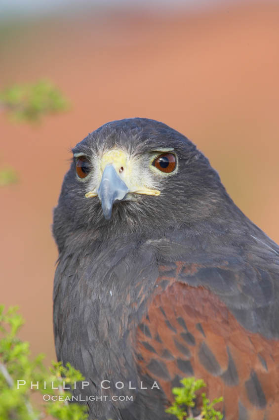 Harris hawk., Parabuteo unicinctus, natural history stock photograph, photo id 12156