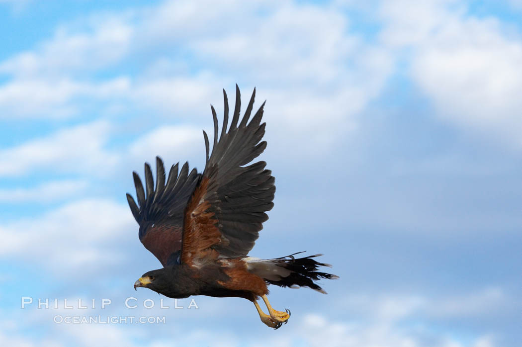 Harris hawk in flight., Parabuteo unicinctus, natural history stock photograph, photo id 12160