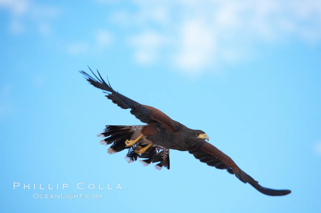 Harris hawk in flight., Parabuteo unicinctus, natural history stock photograph, photo id 12168